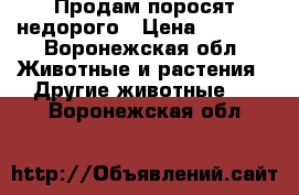 Продам поросят недорого › Цена ­ 3 000 - Воронежская обл. Животные и растения » Другие животные   . Воронежская обл.